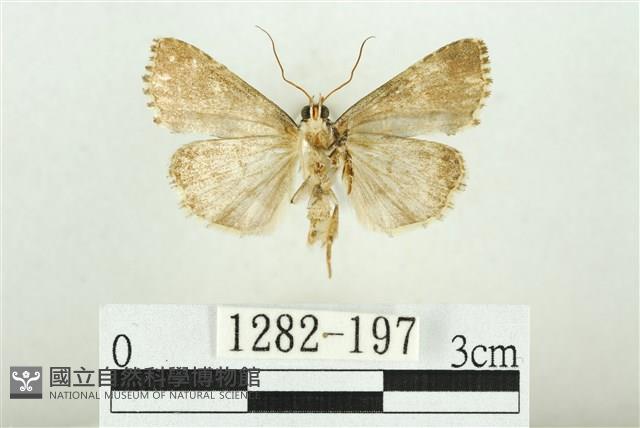 白斑散紋夜蛾藏品圖，第2張