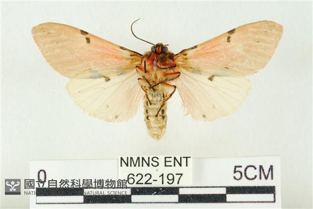 棍棒污燈蛾藏品圖，第2張