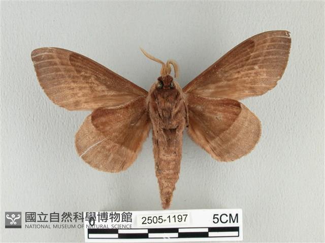 松大毛蟲藏品圖，第2張