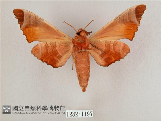 黑角六點天蛾藏品圖，第2張