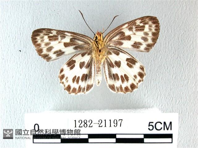 白弄蝶藏品圖，第2張