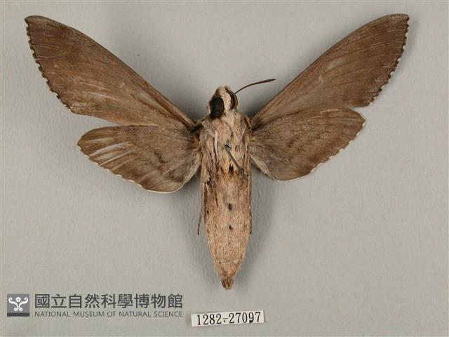 蝦殼天蛾藏品圖，第2張