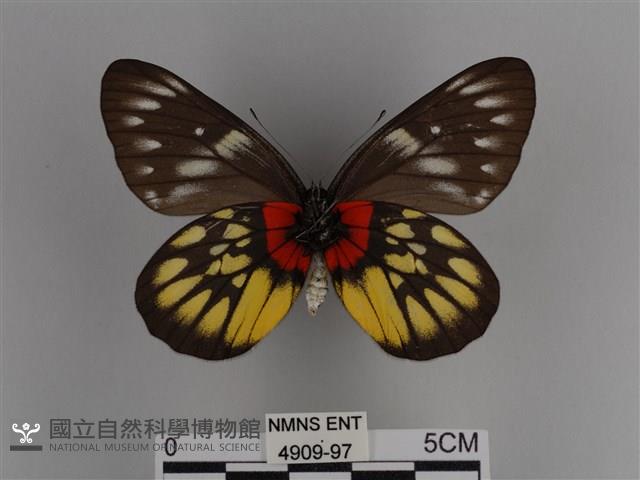 豔粉蝶藏品圖，第2張