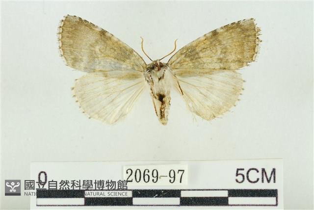 臺灣銀斑異波紋蛾藏品圖，第2張