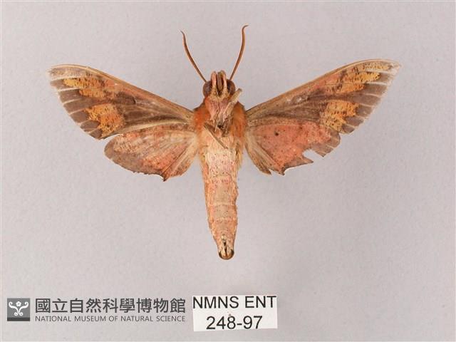 雙斑白肩天蛾藏品圖，第2張