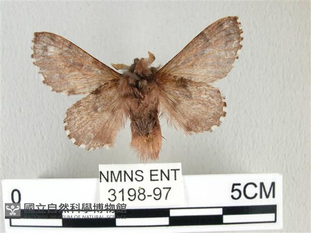 銀肩枯葉蛾藏品圖，第2張