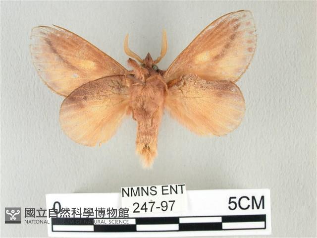 竹黃斜帶枯葉蛾藏品圖，第2張