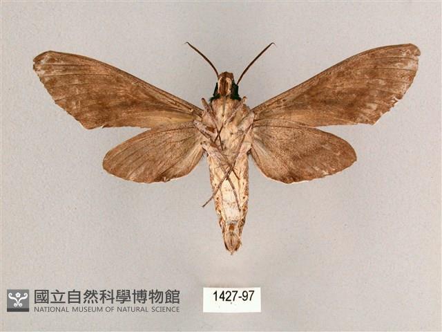 細斜紋霜天蛾藏品圖，第2張