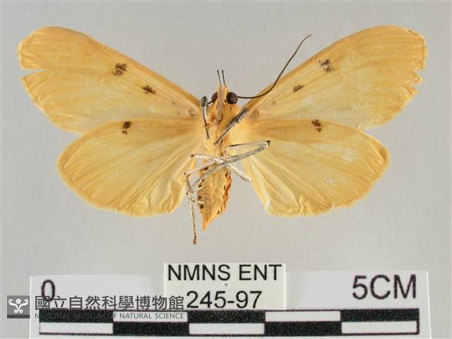 橙擬燈蛾藏品圖，第2張