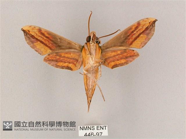 斜綠天蛾藏品圖，第2張