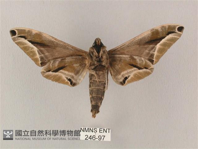 白點天蛾 藏品圖，第2張