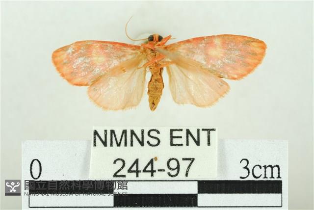 三色豔苔蛾藏品圖，第2張