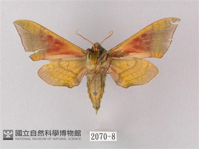 榆綠天蛾藏品圖，第2張