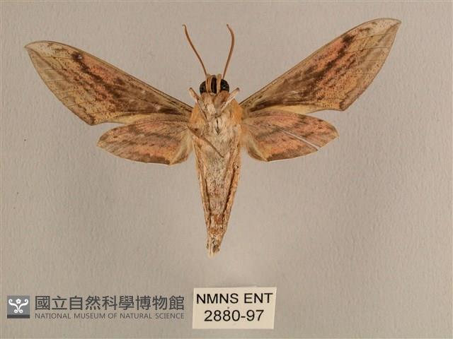 背線天蛾藏品圖，第2張