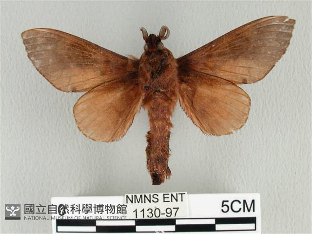 大褐斑枯葉蛾藏品圖，第2張