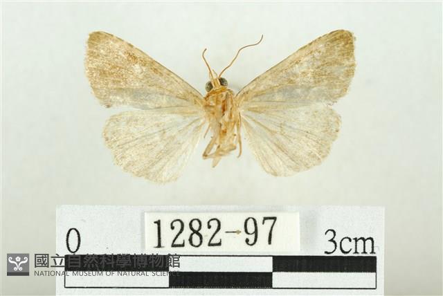 白斑散紋夜蛾藏品圖，第2張