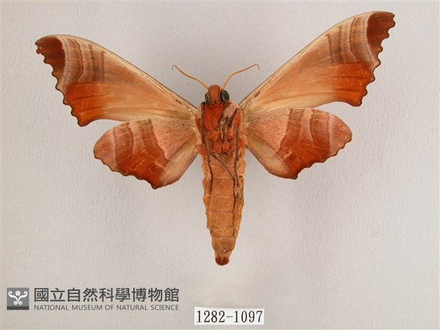 黑角六點天蛾藏品圖，第2張