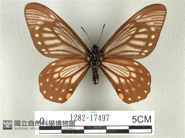 黃星斑鳳蝶藏品圖，第2張
