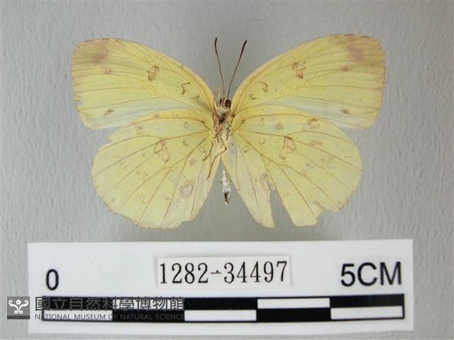 荷氏黃蝶藏品圖，第2張