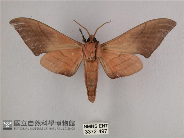 直翅六點天蛾藏品圖，第2張