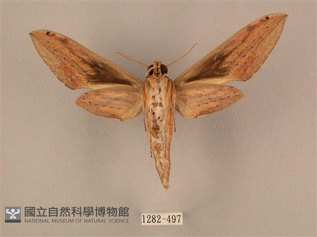 棕綠背線天蛾藏品圖，第2張