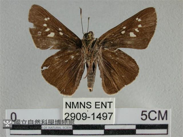 黯弄蝶藏品圖，第2張