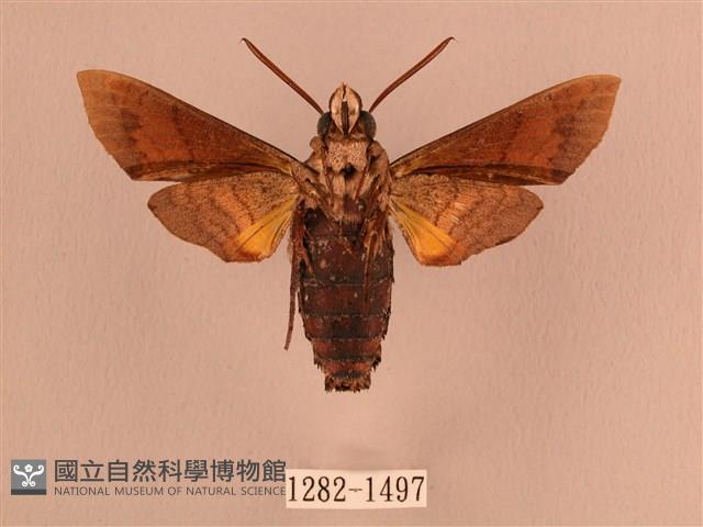 波斑長喙天蛾藏品圖，第2張