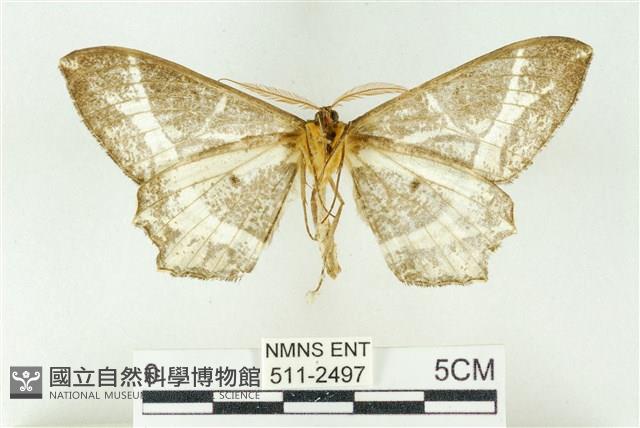 樹形尺蛾藏品圖，第2張