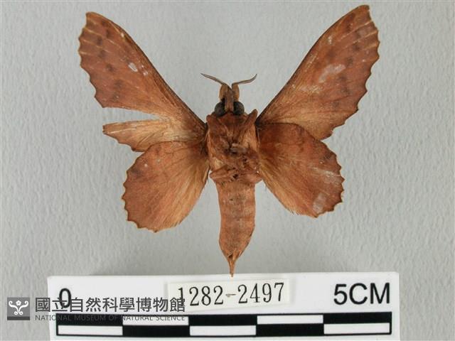 鋸緣枯葉蛾藏品圖，第2張