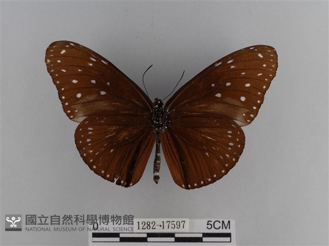 異紋紫斑蝶藏品圖，第2張