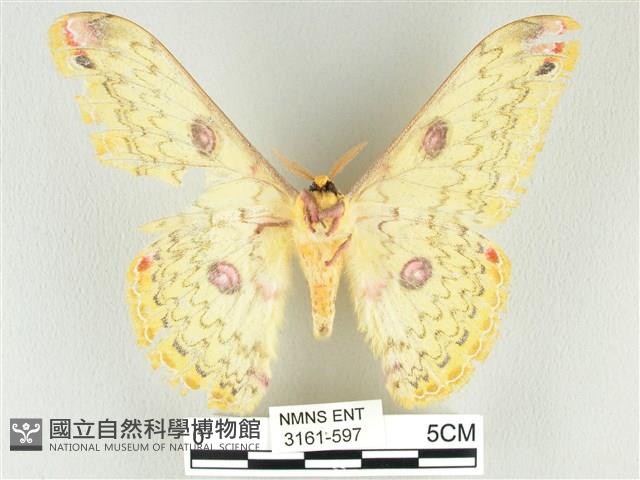 黃豹天蠶蛾藏品圖，第2張