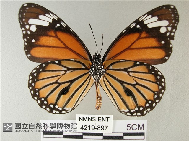 黑脈樺斑蝶藏品圖，第2張