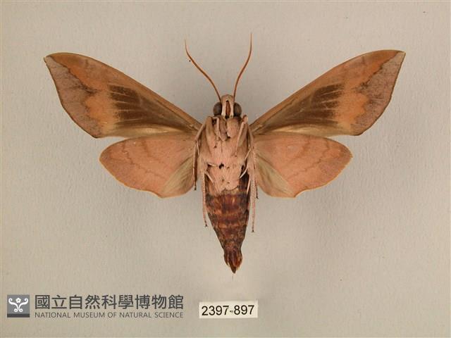 背中白天蛾藏品圖，第2張