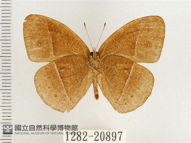 淺色眉眼蝶藏品圖，第2張