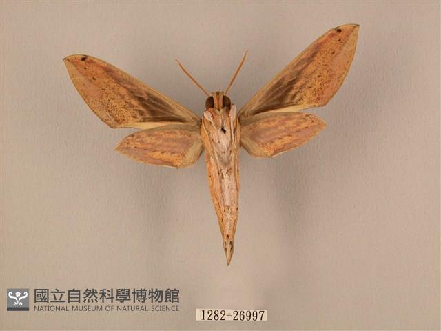 棕綠背線天蛾藏品圖，第2張