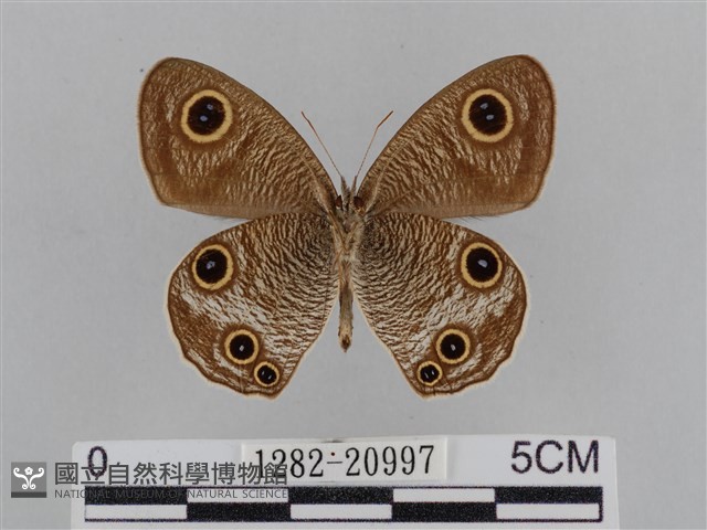 江崎波眼蝶藏品圖，第2張