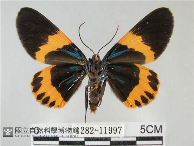 橙帶藍尺蛾藏品圖，第2張