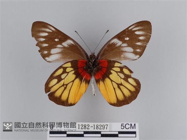 豔粉蝶藏品圖，第2張