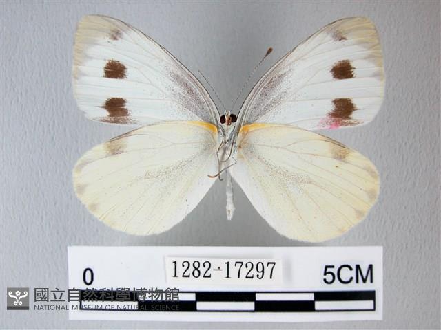 緣點白粉蝶藏品圖，第2張