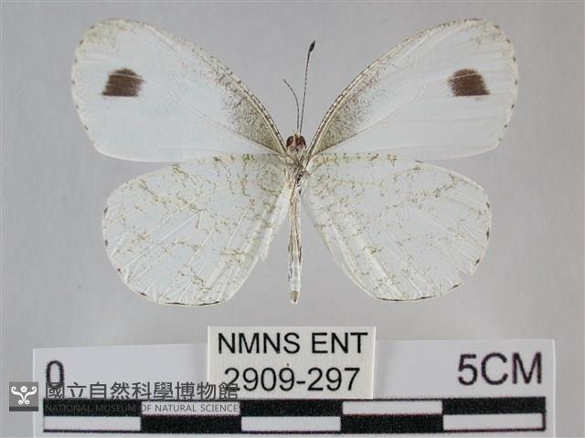 纖粉蝶藏品圖，第2張