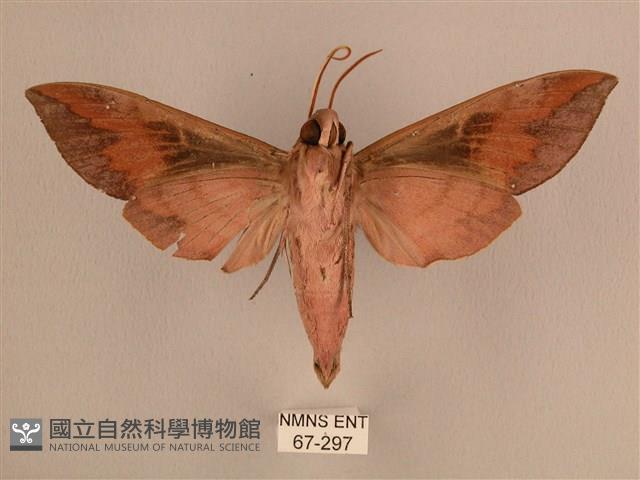 背中白天蛾藏品圖，第2張