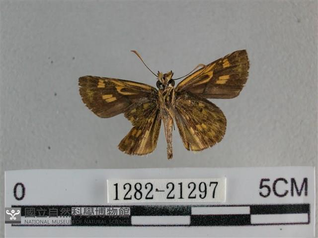 黃星弄蝶藏品圖，第2張