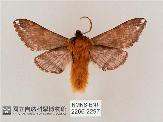 井上氏絨毛天蛾藏品圖，第2張