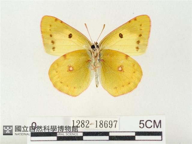 紋黃粉蝶藏品圖，第2張