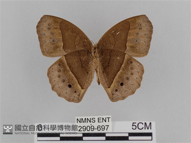切翅眉眼蝶藏品圖，第2張