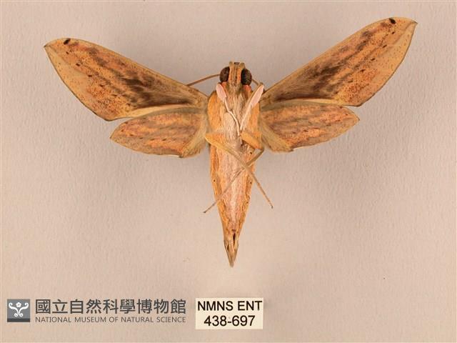 棕綠背線天蛾藏品圖，第2張