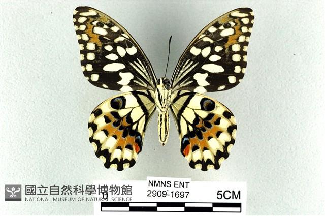 花鳳蝶、無尾鳳蝶藏品圖，第2張