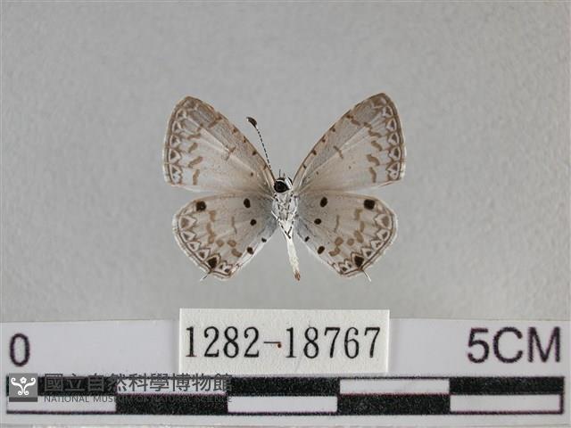 黑星灰蝶藏品圖，第2張