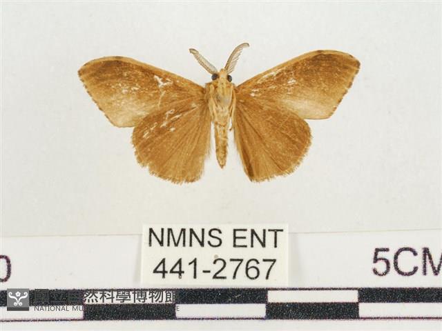 小白紋毒蛾藏品圖，第2張