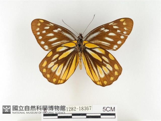 黃裙豔粉蝶藏品圖，第2張